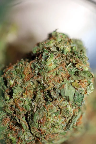 在玻璃罐杂草背景上的大麻药用大麻芽特写大号优质速印 — 图库照片