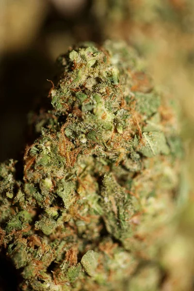 Jack Herrer Yakın Tıbbi Marihuana Tomurcukları Cam Kavanozdaki Esrarın Ayrıntıları — Stok fotoğraf