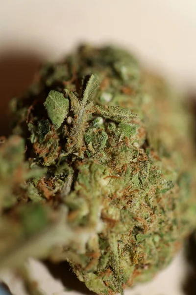 Κοντινό Πλάνο Του Jack Herrer Ιατρική Μαριχουάνα Μπουμπούκια Λεπτομέρεια Της — Φωτογραφία Αρχείου