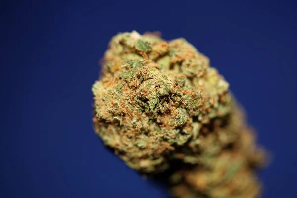 Torkade Marijuana Knoppar Medicinsk Cannabis Rullande Leder Med Trimmade Grejer — Stockfoto