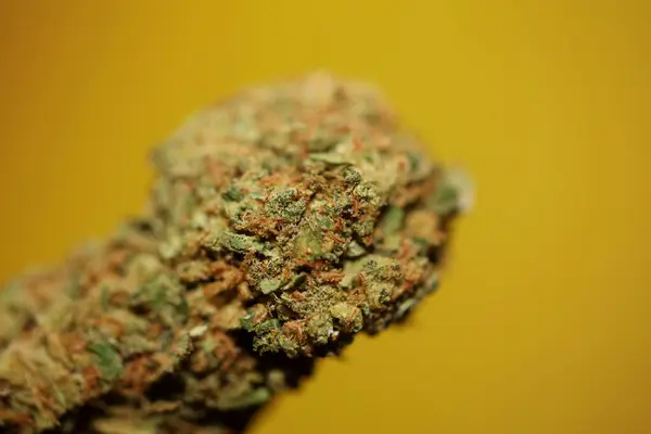 Kurumuş Marihuana Tomurcukları Kaliforniya Yetişen Taze Tedavi Edici Ilham Verici — Stok fotoğraf