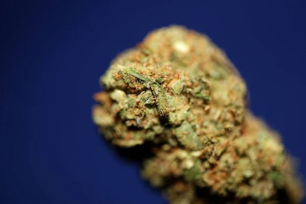 Kurumuş Marihuana Tomurcukları Kaliforniya Yetişen Taze Tedavi Edici Ilham Verici — Stok fotoğraf