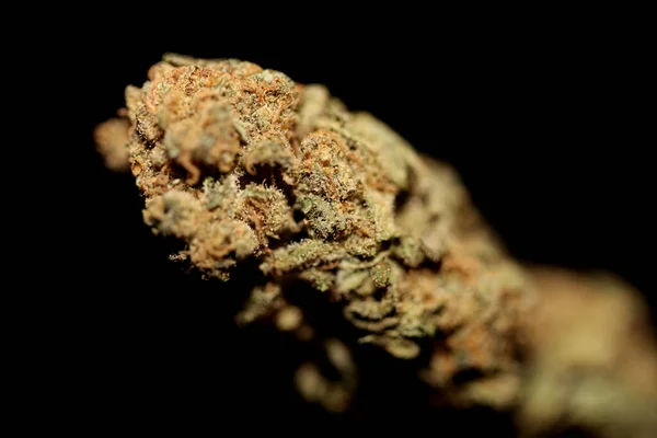 Trockene Und Getrimmte Unkrautknospen Schließen Blasengummi Vielzahl Von Medizinischen Marihuana — Stockfoto