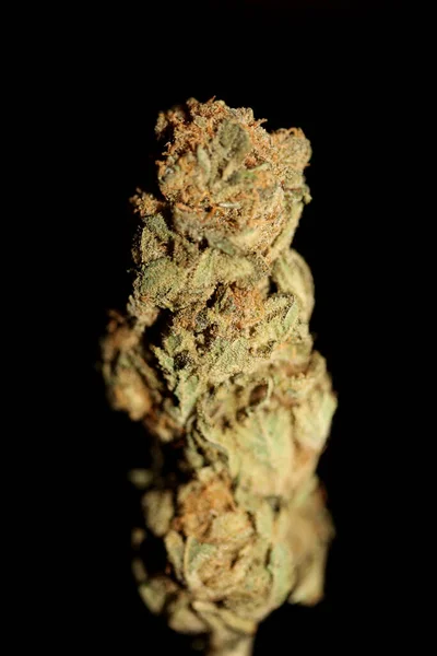 건조하고 다듬어 풍선껌처럼 의학용 마리화나를 밀봉하여 식물학적 배경을 프린트로 — 스톡 사진