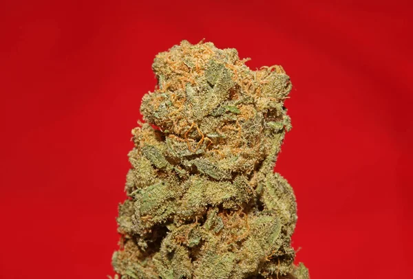건조하고 다듬어 풍선껌처럼 의학용 마리화나를 밀봉하여 식물학적 배경을 프린트로 — 스톡 사진