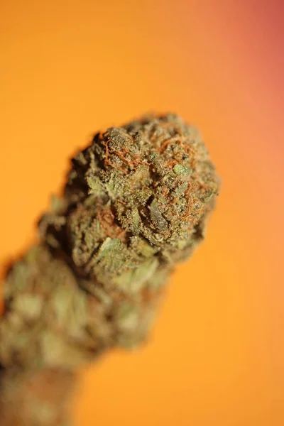 Cannabis Knospe Makro Super Bubble Gum Rauchen Den Ganzen Tag — Stockfoto