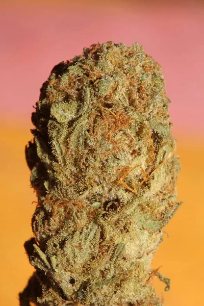 칸나비스의 꽃봉오리 매크로 담배를 종일피워 의료용 마리화나 노이드 식물학 프린트 — 스톡 사진