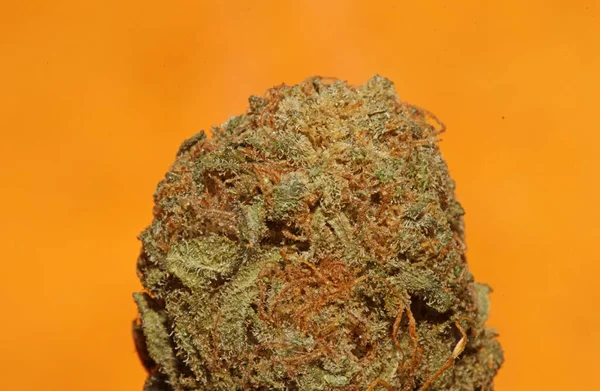 Cannabis Knopp Makro Super Bubbla Tuggummi Rökning Hela Dagen Mani — Stockfoto