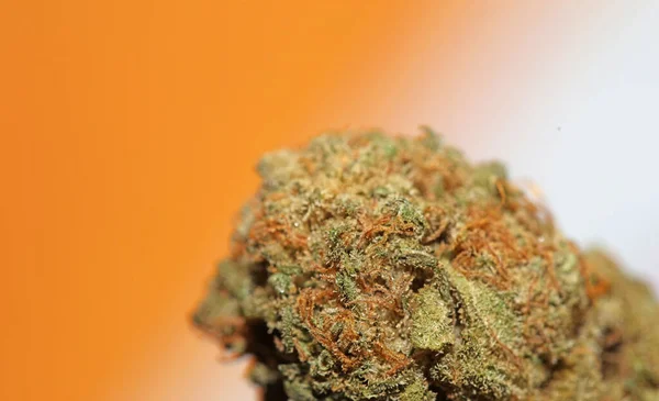 칸나비스의 꽃봉오리 매크로 담배를 종일피워 의료용 마리화나 노이드 식물학 프린트 — 스톡 사진