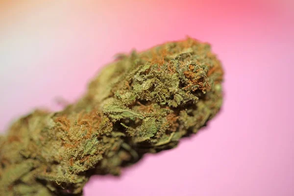 Cannabis Bud Macro Super Chiclete Fumando Durante Todo Dia Mania — Fotografia de Stock