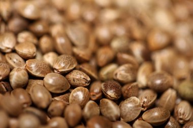 Hollanda 'da yapılan pek çok esrar tohumu modern botanik geçmişini kapatır.