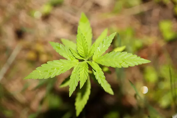 Bebek Kenevir Marihuananın Bitkisel Aşamasını Eker Doğanın Yeşil Arka Planına — Stok fotoğraf