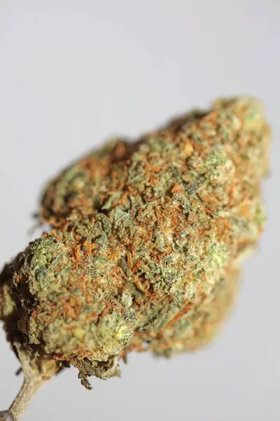 Cannabis Medical Bud Super Citron Haze Close Zhulený Čas Vysoké — Stock fotografie