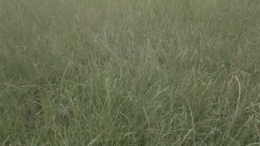 Taze yeşil otların rüzgarda dans edişine yakın doğa manzarası dinlenme terapisi büyük kalite botanik görüntülerini rahatlatıyor.