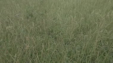 Taze yeşil otların rüzgarda dans edişine yakın doğa manzarası dinlenme terapisi büyük kalite botanik görüntülerini rahatlatıyor.