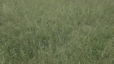 Taze yeşil otların rüzgarda dans edişine yakın doğa manzarası dinlenme terapisi büyük kalite botanik görüntülerini rahatlatıyor.