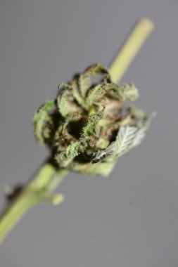 Taze tıbbi marihuana yakın plan terapi amaçlı kenevir tomurcuğu mor sis botanik yüksek kalite büyük boy hazır baskı stok fotoğrafçılığı