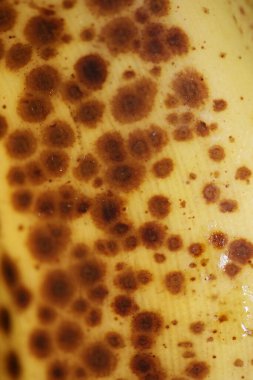 Koyu benekli, gölgeli muz makro botanik gıda pornosu arka planda seçici odaklı yüksek kalite hazır baskılar.