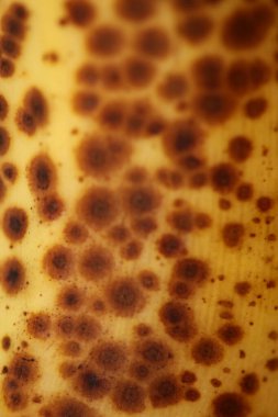 Koyu benekli, gölgeli muz makro botanik gıda pornosu arka planda seçici odaklı yüksek kalite hazır baskılar.