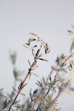 Kurutulmuş kekik taze doğal botanik sağlıklı güçlü tanrıların otları arka planda yetişir yüksek kaliteli hazır fotoğraflar.