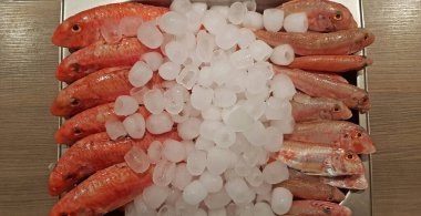 Piyasadaki buz tepsilerinde üst üste dizilmiş taze kırmızı kefal balıkları. Arka planda yüksek kalitede yükleme izleri.