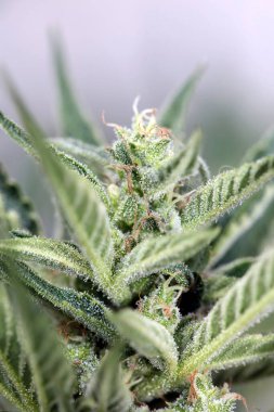 Kenevir çiçekleri mevsimi yapışkan turuncu xxl modern yüksek kaliteli baskıları kapatın tıbbi marihuana sensi tohumları büyük boy hazır fotoğrafçılık