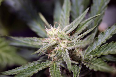 Kenevir çiçekleri mevsimi yapışkan turuncu xxl modern yüksek kaliteli baskıları kapatın tıbbi marihuana sensi tohumları büyük boy hazır fotoğrafçılık