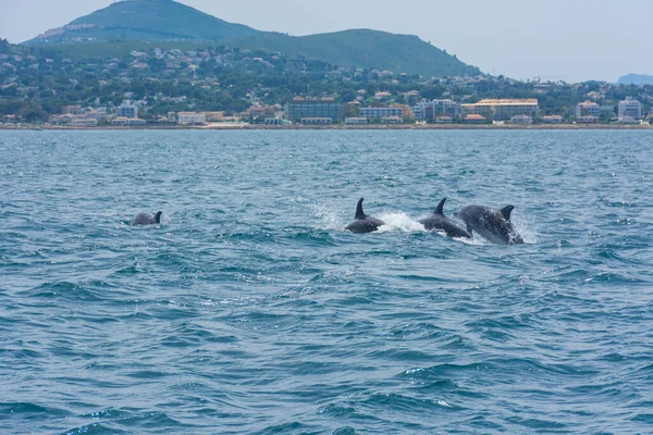 Delfine Vor Der Küste Von Javea Alicante Spanien Vom Meer Stockfoto