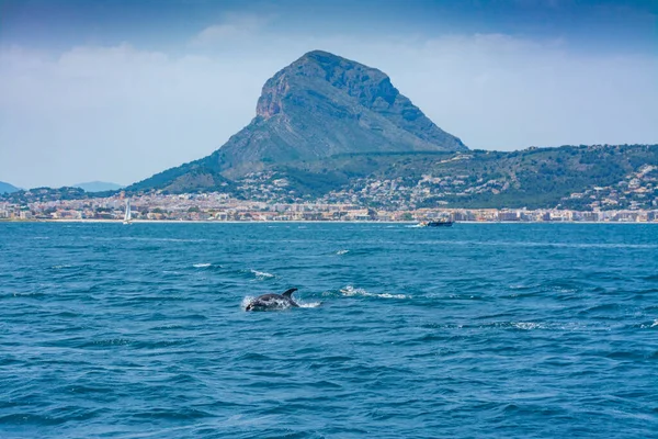 Delfine Vor Der Küste Von Javea Alicante Spanien Vom Meer lizenzfreie Stockfotos