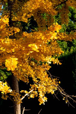 Ginkgo biloba 'nın dalları ve sarı yaprakları, koyu arkaplanlı, geleneksel Çin tıbbında kullanılan bir Çin ağacı.