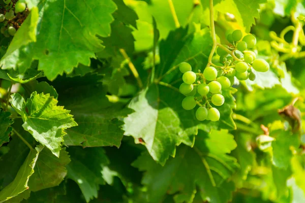 Виноград Кучками Зеленого Винограда Полях Оренсе Галисия Испания — стоковое фото