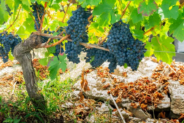 Wijnstokken Met Trossen Druiven Van Het Ras Mencia Velden Van — Stockfoto