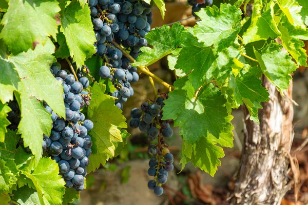 Виноград Гроздьями Винограда Сорта Менсия Полях Оренсе Галисия Испания — стоковое фото