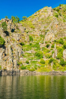 Geleneksel olarak kahraman olarak bilinen üzüm ekiminin terasları arasında Sil nehrinin, Orense 'nin, Galiçya' nın ve İspanya 'nın kanyonlarında bulunan Mencia çeşitliliğinin sarmaşıklarıyla eski kır evi.