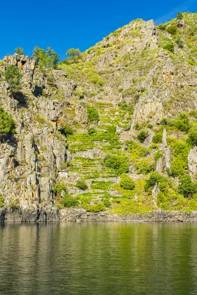 Geleneksel olarak kahraman olarak bilinen üzüm ekiminin terasları arasında Sil nehrinin, Orense 'nin, Galiçya' nın ve İspanya 'nın kanyonlarında bulunan Mencia çeşitliliğinin sarmaşıklarıyla eski kır evi.