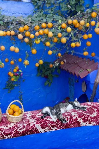 ブドウからぶら下がっているオレンジで飾られた家の前で眠っている2匹の猫 壁は青を塗り モロッコのシェフ チャウエン 英語版 のメディナの通りで ストック画像