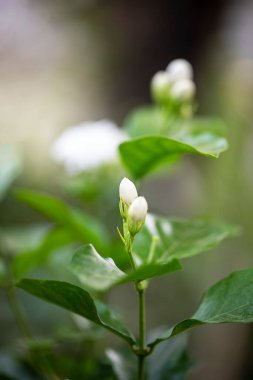 White jasmine flower in the gaden