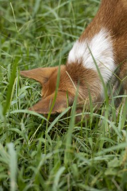 Sniffing dog, searching for something in the grass.