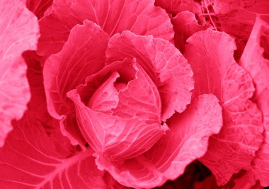 Collard pink plant top view for background in color Viva magenta,  Color of the year 2023