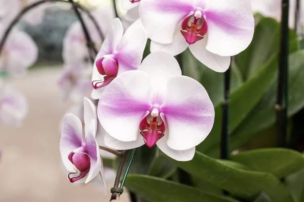Zblízka Růžová Bílá Orchidej Zahradě Stock Snímky