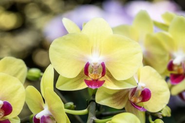 Close-up yellow orchid in the garden, horizontal shape 