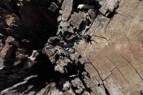 Braune Holzstruktur Und Hintergrund — Stockfoto