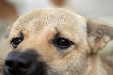 Kapalı gözlü kahverengi köpek, 1 yaşında, yumuşak odaklı.