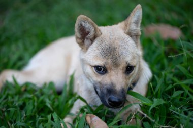 Kahverengi köpek yeşil çimlerin üzerinde dinleniyor..