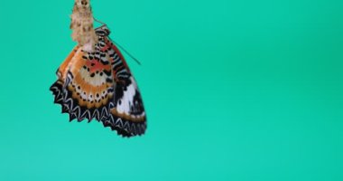 Leopar Lacewing Kelebek Kadın yeşil ekranda, Cethosia siyane euanthes
