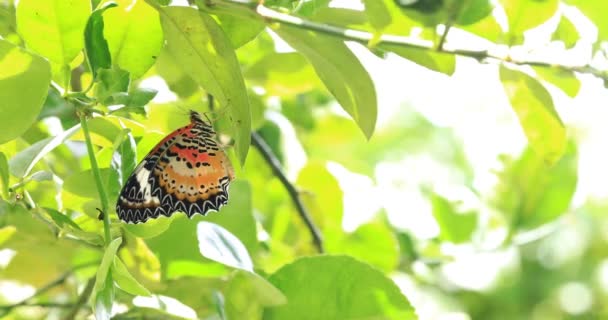Leopardo Lacewing Butterfly Macho Sobre Hojas Lima Kaffir Cethosia Cyane — Vídeos de Stock