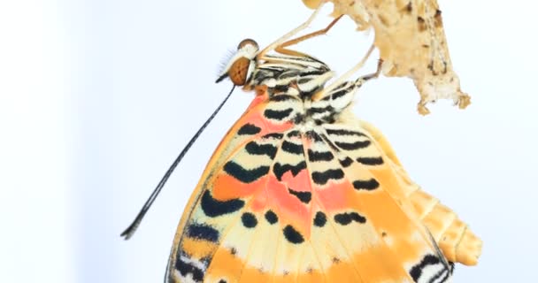 Mariposa Está Punto Emerger Crisálida Leopardo Lacewing Butterfly Sobre Fondo — Vídeos de Stock