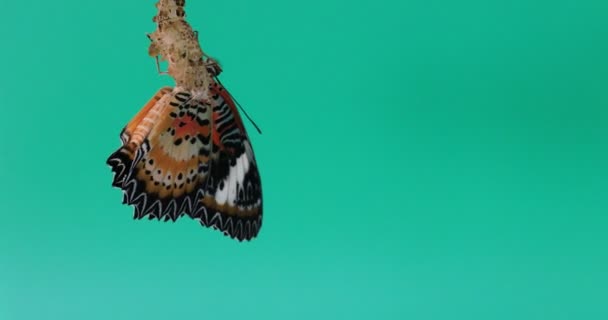 Fjärilen Har Precis Kommit Puppan Torka Vingarna Leopard Lacewing Butterfly — Stockvideo