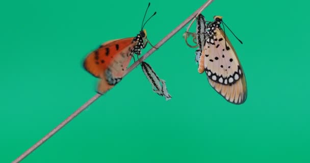 Farfalla Appena Uscita Dalla Crisalide Asciugando Ali Sullo Schermo Verde — Video Stock