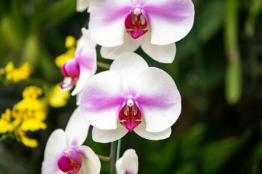 Yakın plan pembe - yeşil arka planda beyaz orkide 